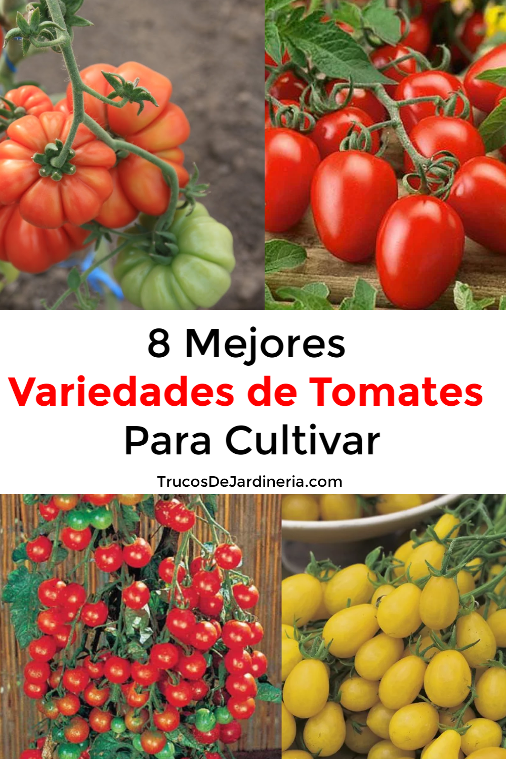 Variedades de Tomates
