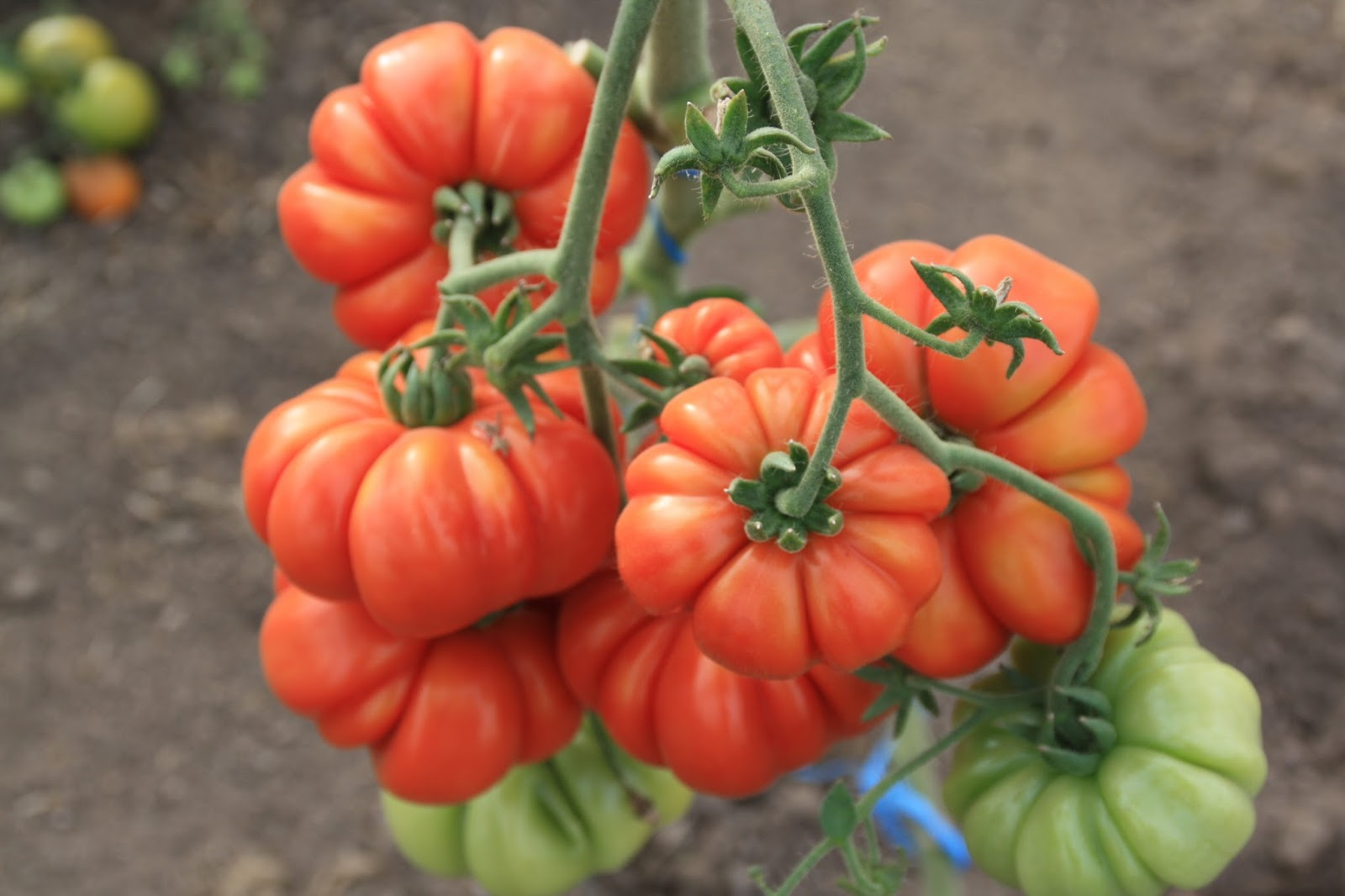 tomates COSTOLUTO FIORENTINO
