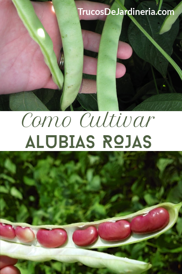 Cultivar Alubias Rojas
