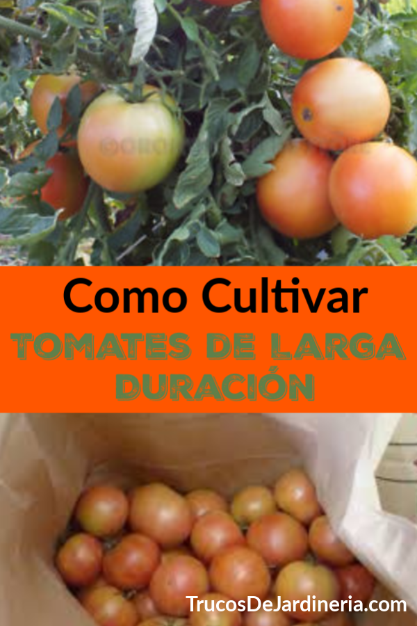 Cómo Cultivar Tomates de Larga Duración