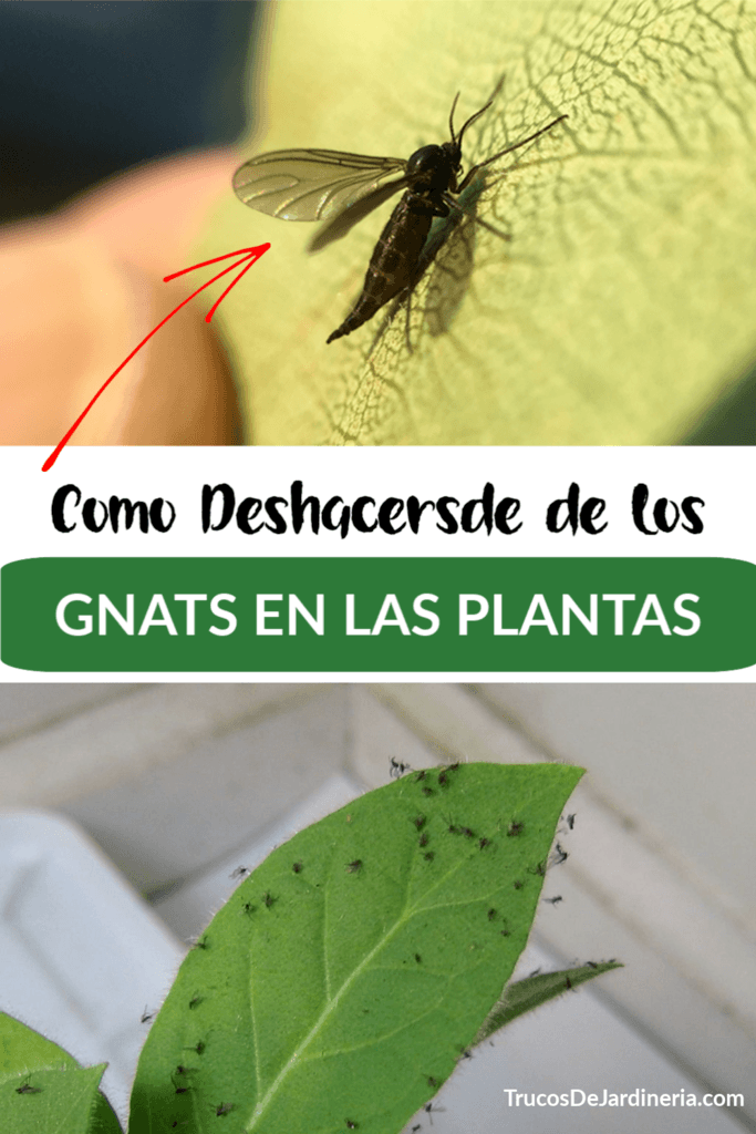 Cómo Deshacerse de los Gnats en las Plantas
