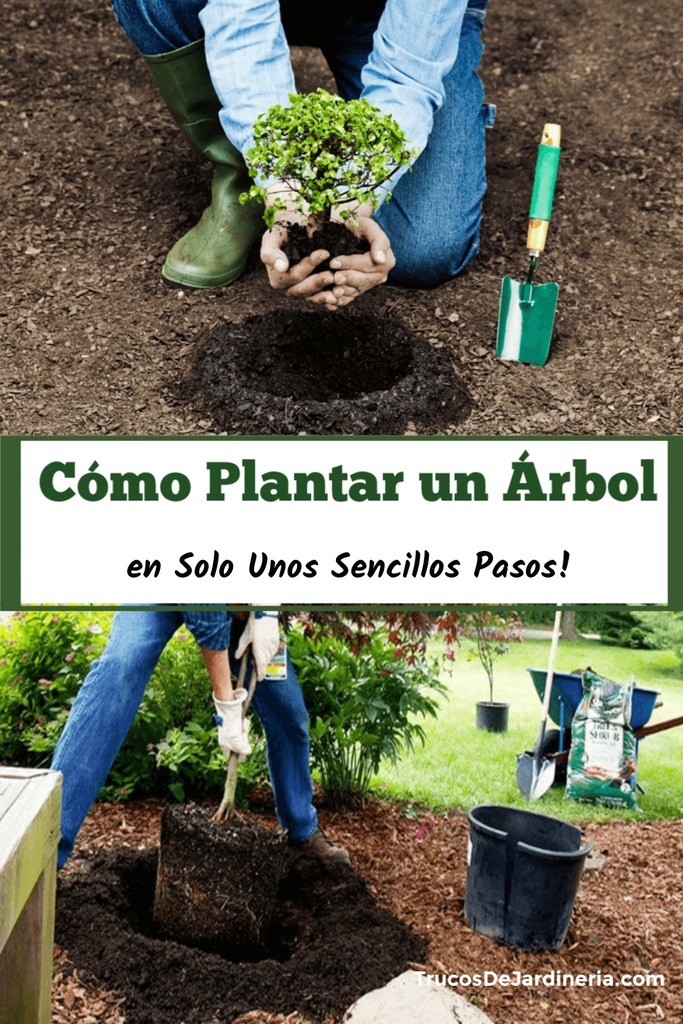 Cómo Plantar un Árbol Trucos De Jardineria