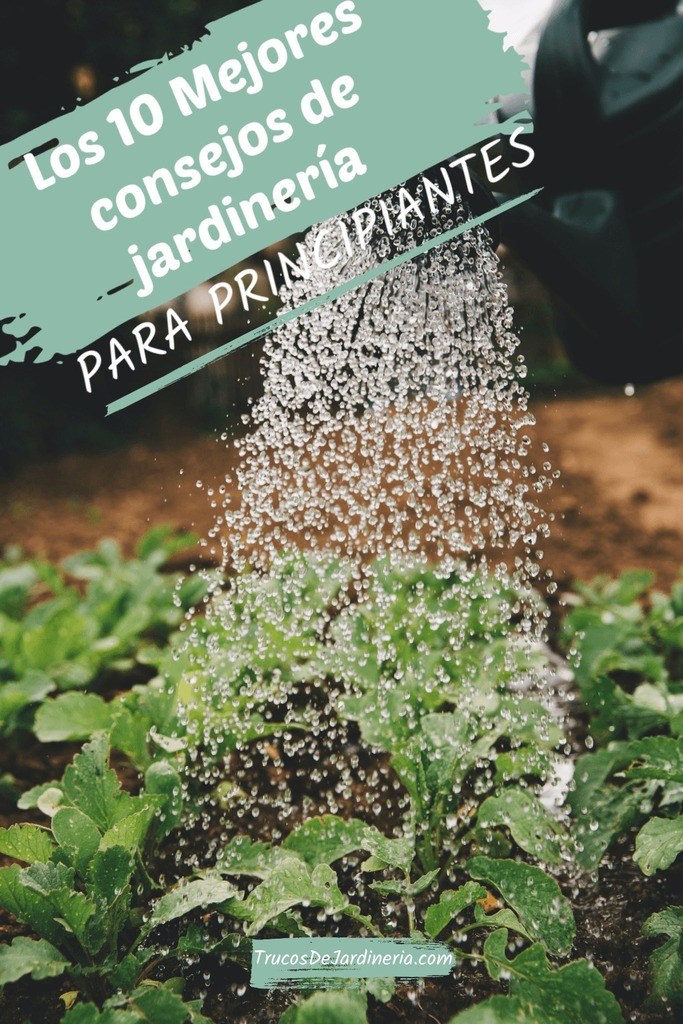 10 Mejores Consejos De Jardinería Para Principiantes Trucos De Jardineria