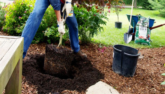 Cómo Plantar Un Árbol Trucos De Jardineria
