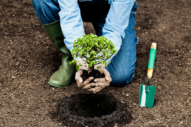 plantar un arbol