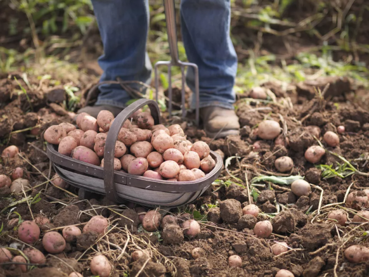 Cómo Plantar Papas Trucos De Jardineria