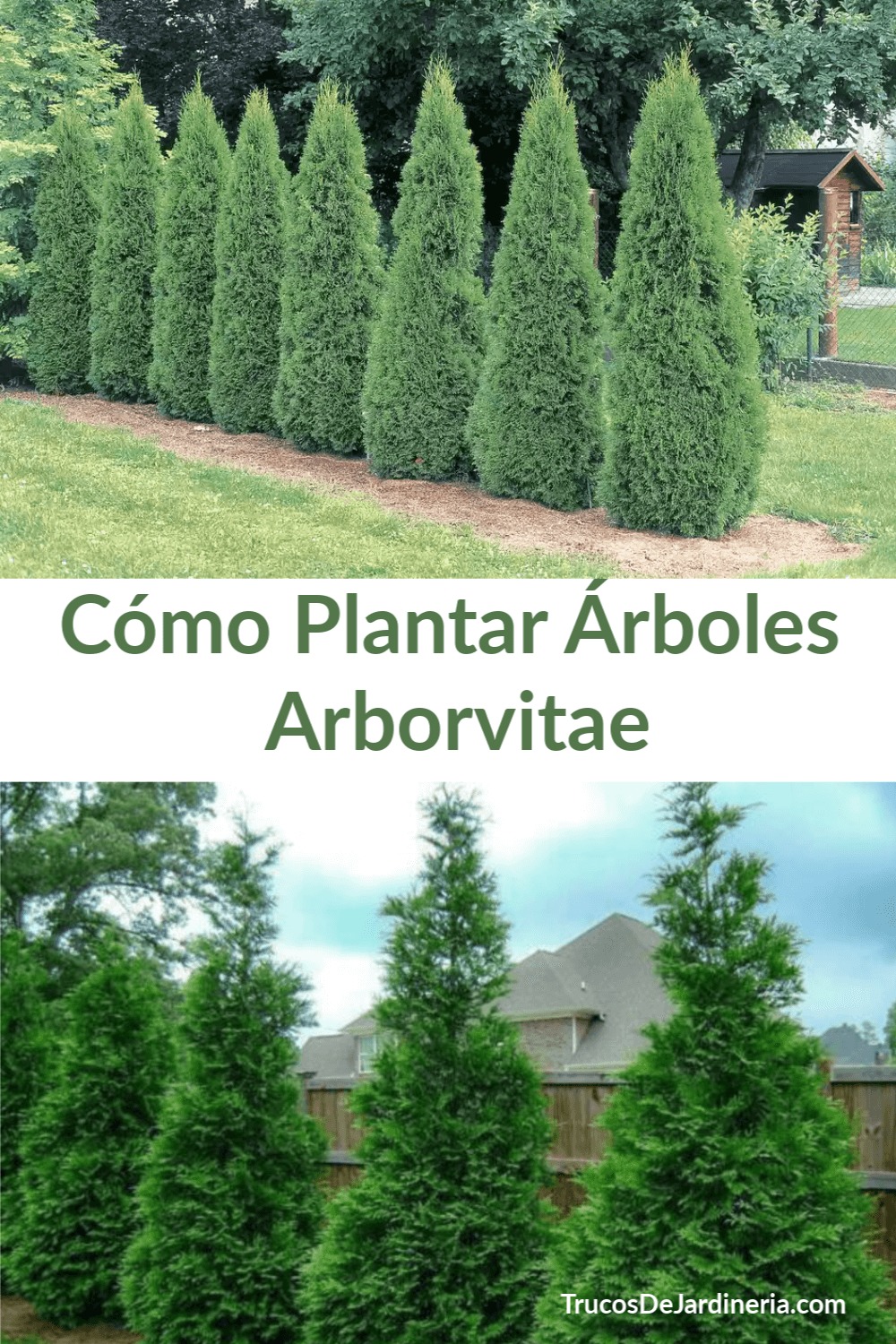 Cómo Plantar Árboles Arborvitae