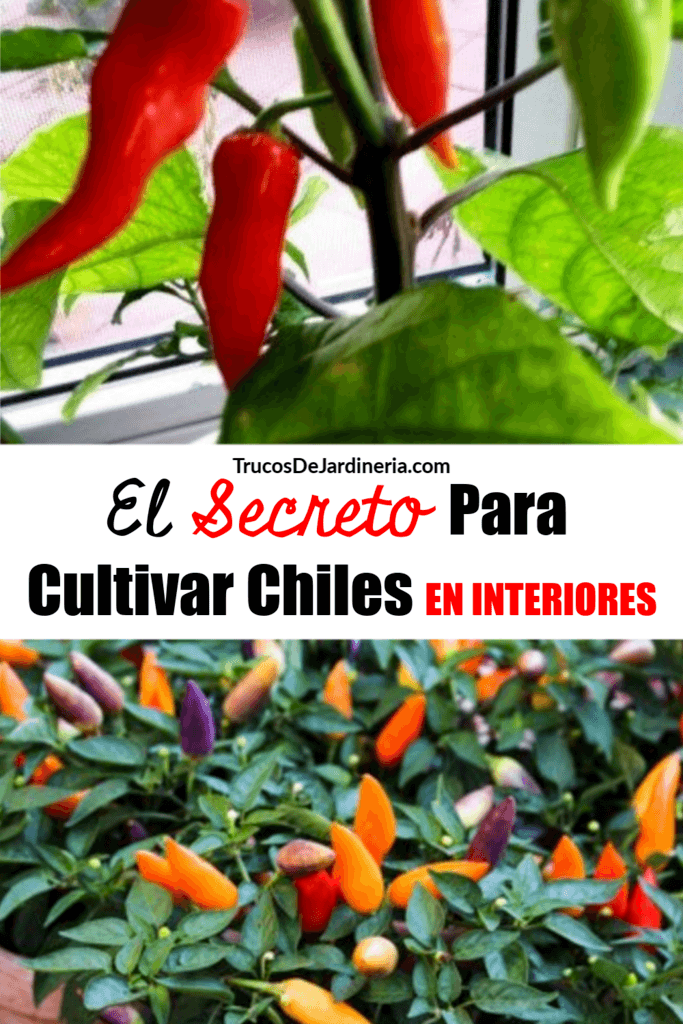 Cultivar Chiles En Interiores