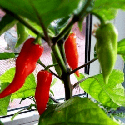 cultivar chiles en interiores
