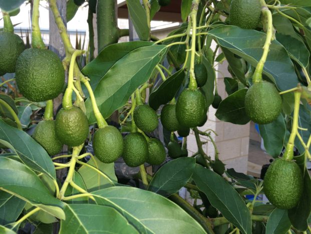 Cómo Cultivar Aguacate En Interiores Trucos De Jardineria 5684