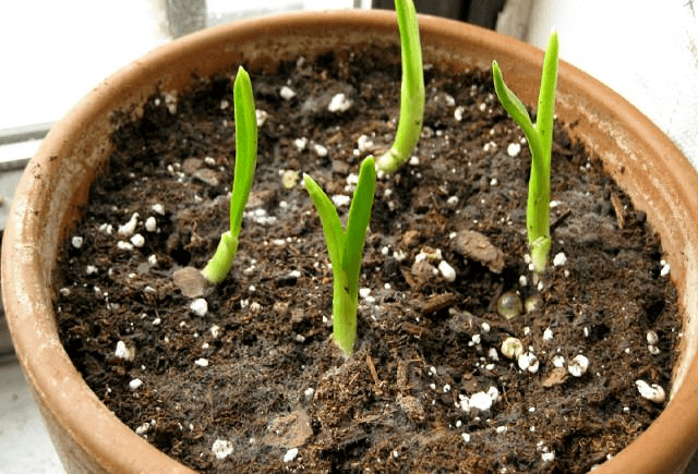 growing garlic indoors