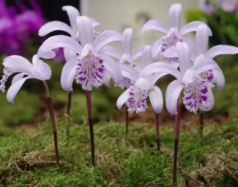Cómo cultivar Orquídeas Pleione - Trucos De Jardineria