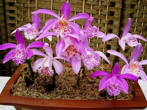 Orquídeas Pleione