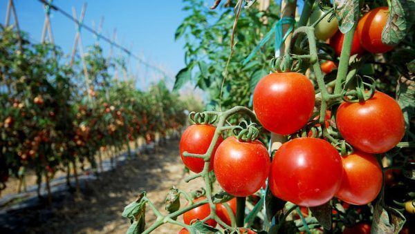 como podar plantas de tomate