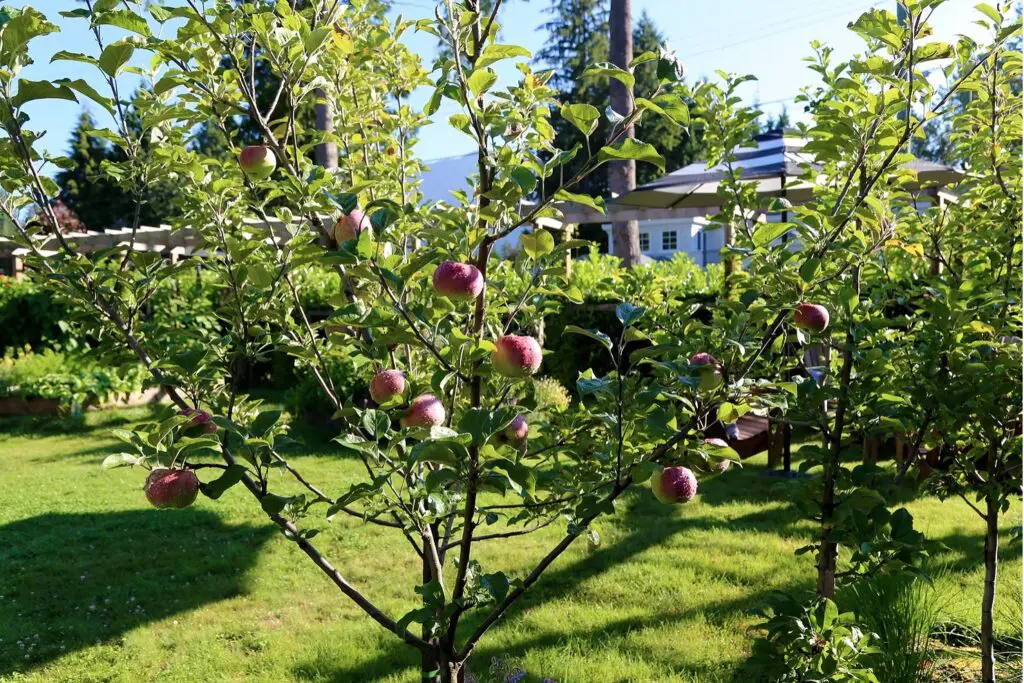 Los 7 mejores Árboles Frutales Enanos que puedes cultivar en tu jardín -  Trucos De Jardineria