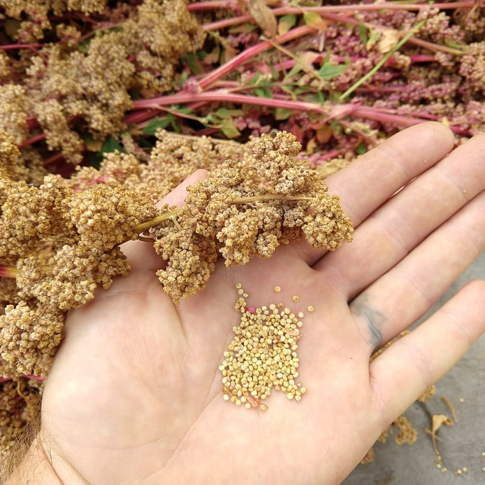 como cultivat quinua