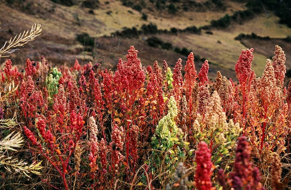 cultivar quinua