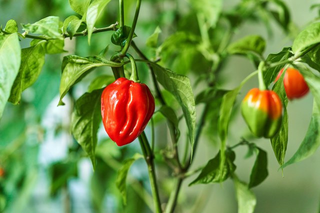 Cómo Cultivar Chile Habanero en tu Jardín
