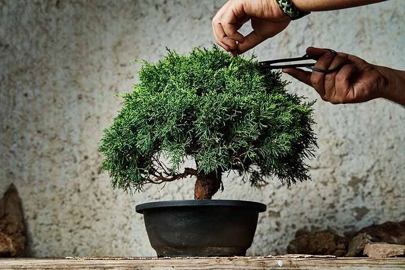 Cómo Cultivar un árbol Bonsái a Partir de Semillas 
